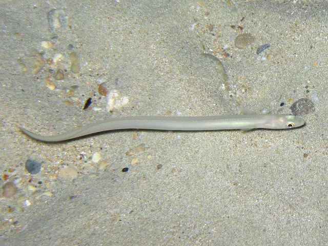 (Congridae Kaup, 1856) Семейство Конгриды, Конгеровые, Морские угри